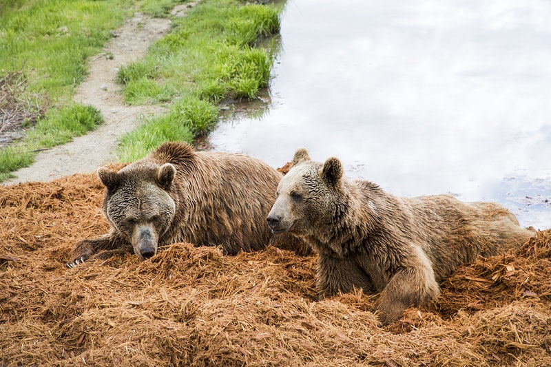 Darjeeling Padmaja Naidu Himalayan Zoological Park Places to Visit in Darjeeling In Hindi