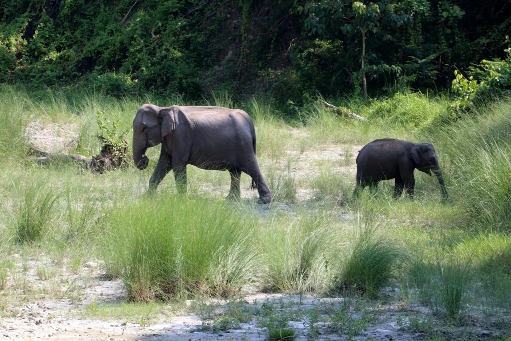 Ooty Tourist Places Mudumalai National Park