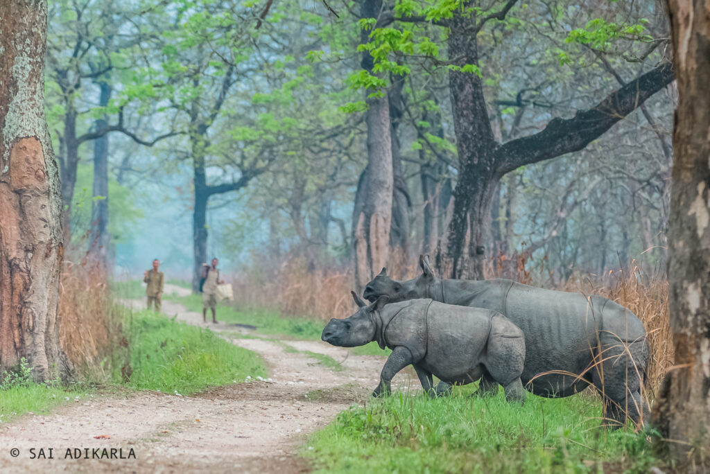 Kaziranga National Park Assam