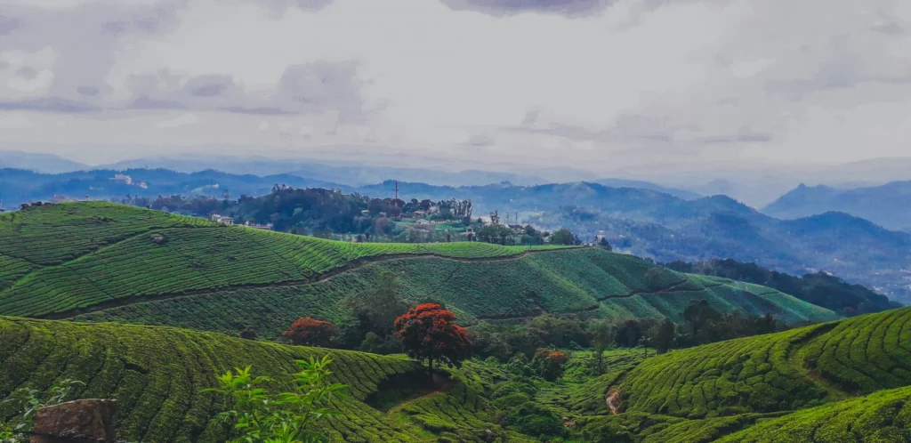 Munnar in Kerala Tourism