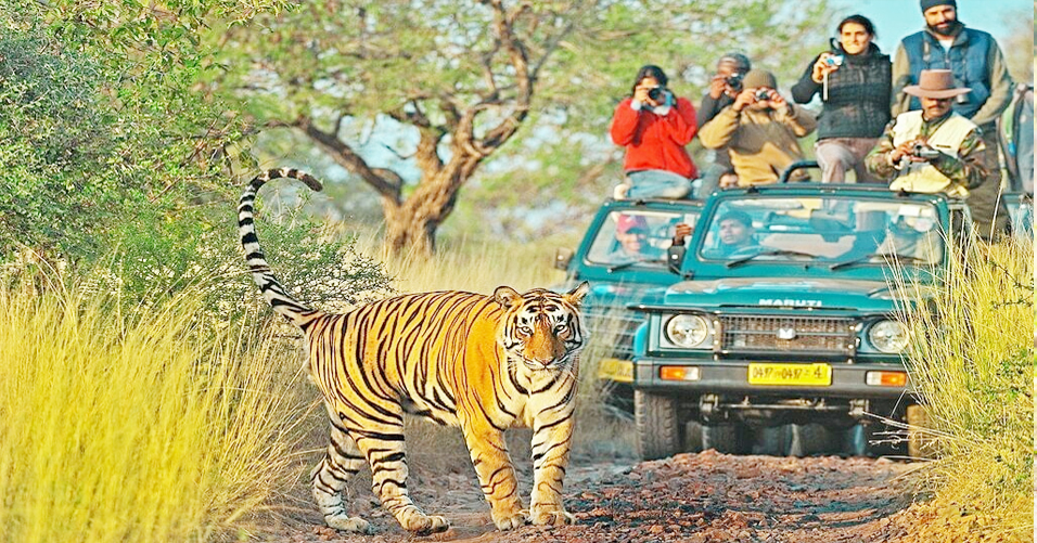 Jungle Safari In Famous Jim Corbett National Park in Hindi