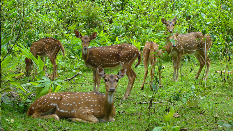 Kalatop Sanctuary in Chamba