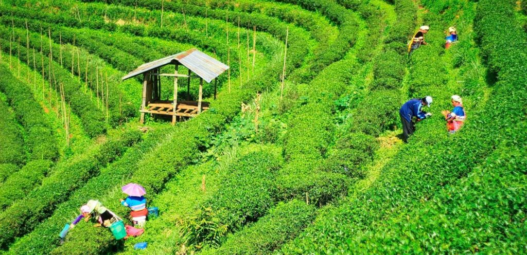 Tea Garden In Palampur Tourism