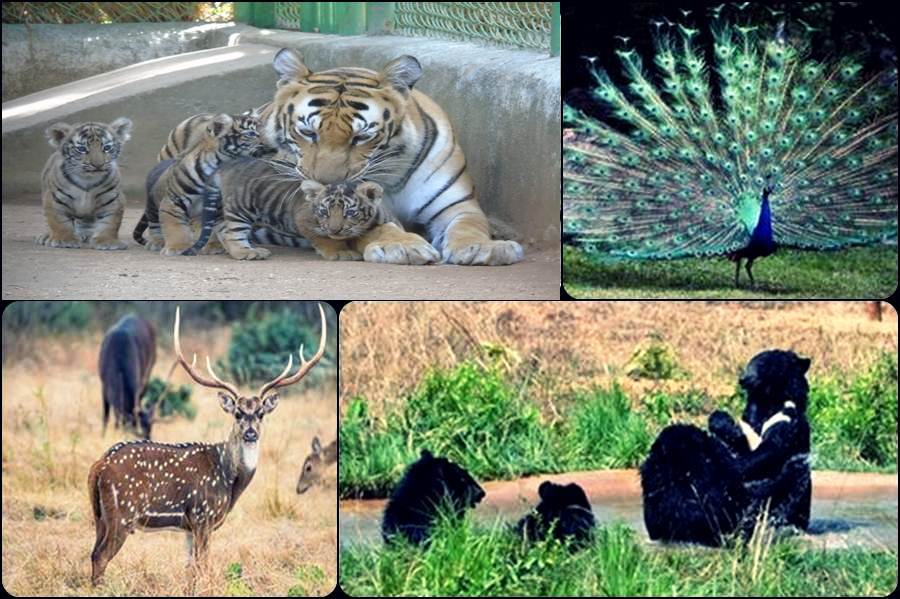 Birsa Zoological Park Ranchi Best Tourist Places