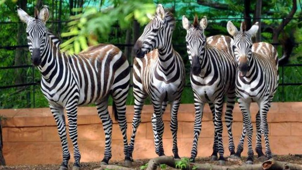 Sri Chamarajendra Zoological Garden Best Place To Visit In Mysore