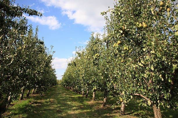 Pear Garden Netarhat - नेतरहाट पर्यटन